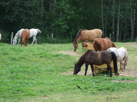 1_horses15