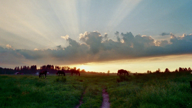 sunset_with_horses