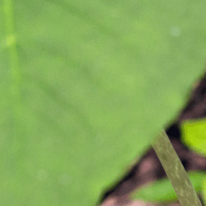 Session 1 Registration 2026